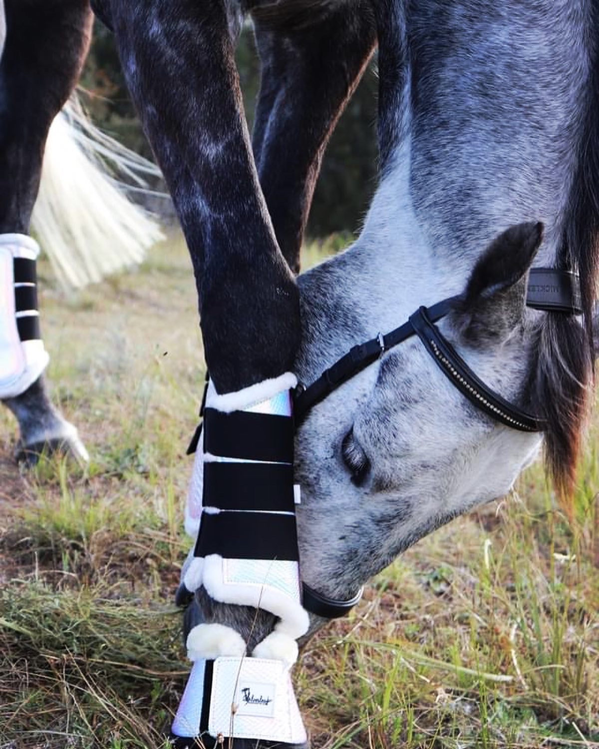 Haven Tendon Boots