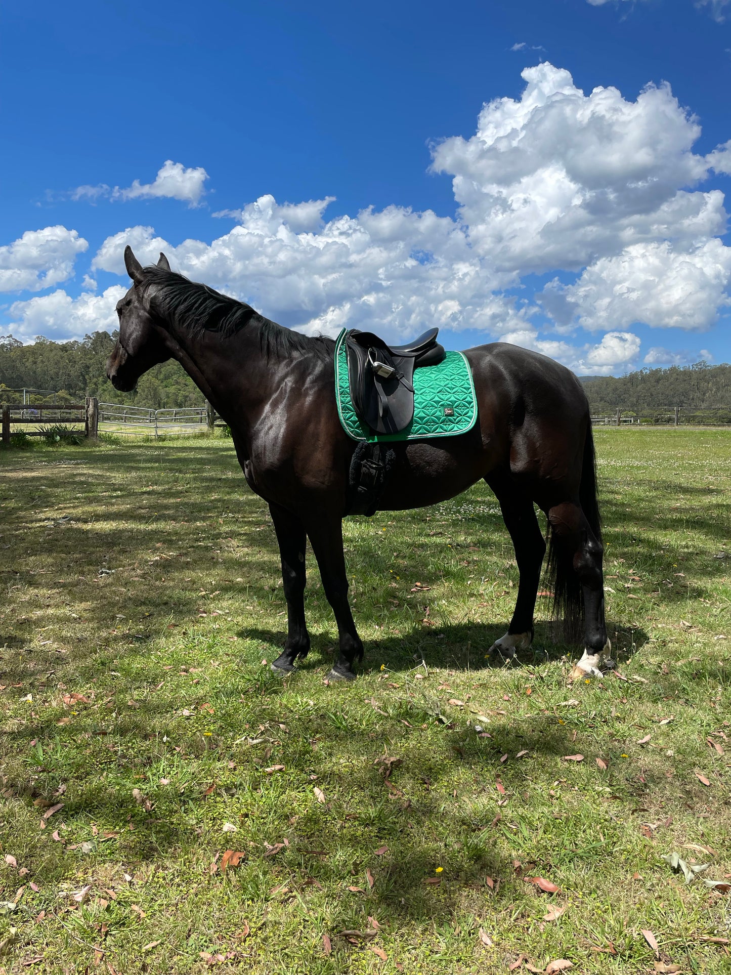 Ivy Saddle Pad